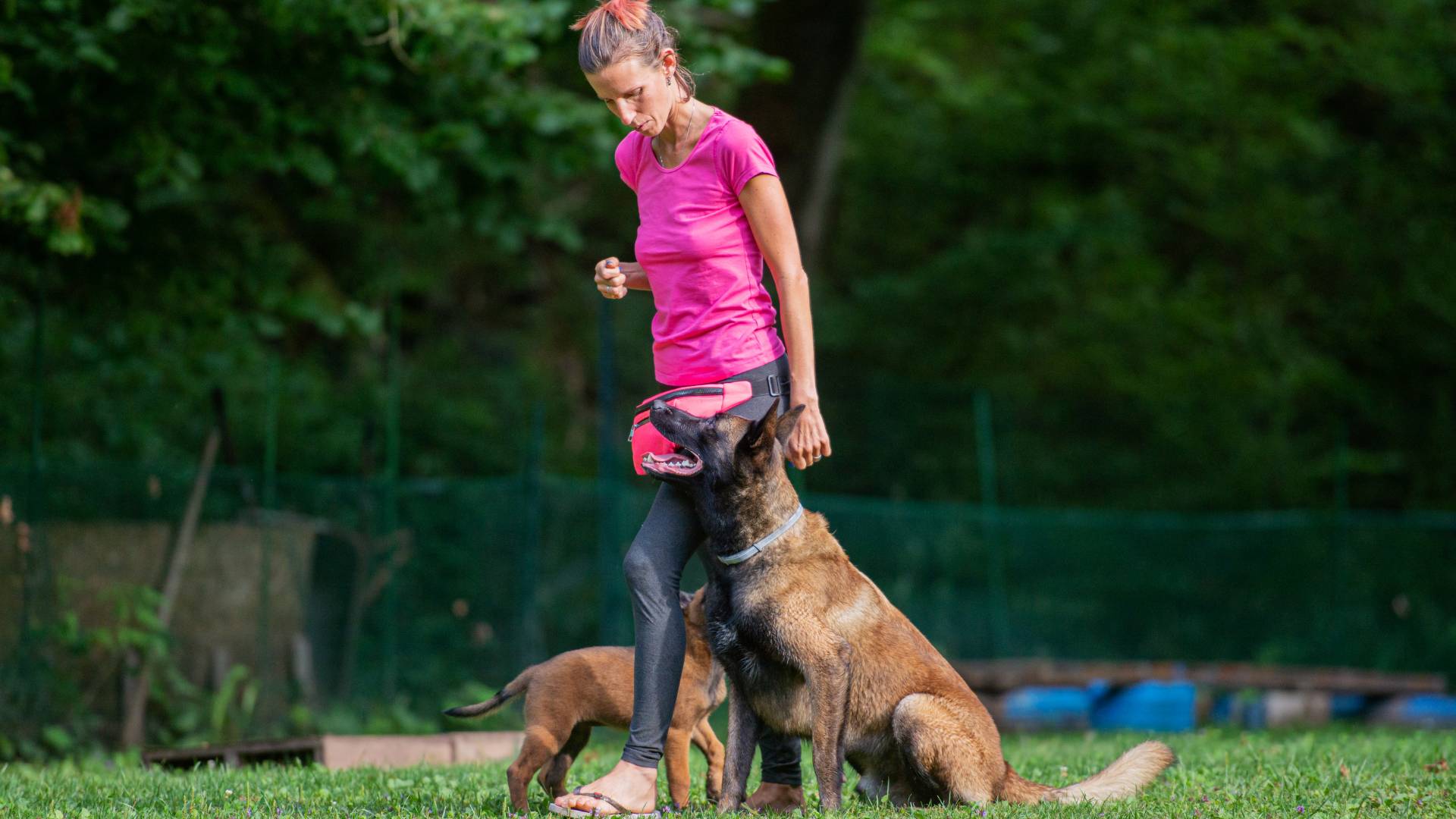 Unveiling the Allure of Belgian Shepherds: A True Guardian’s Heart