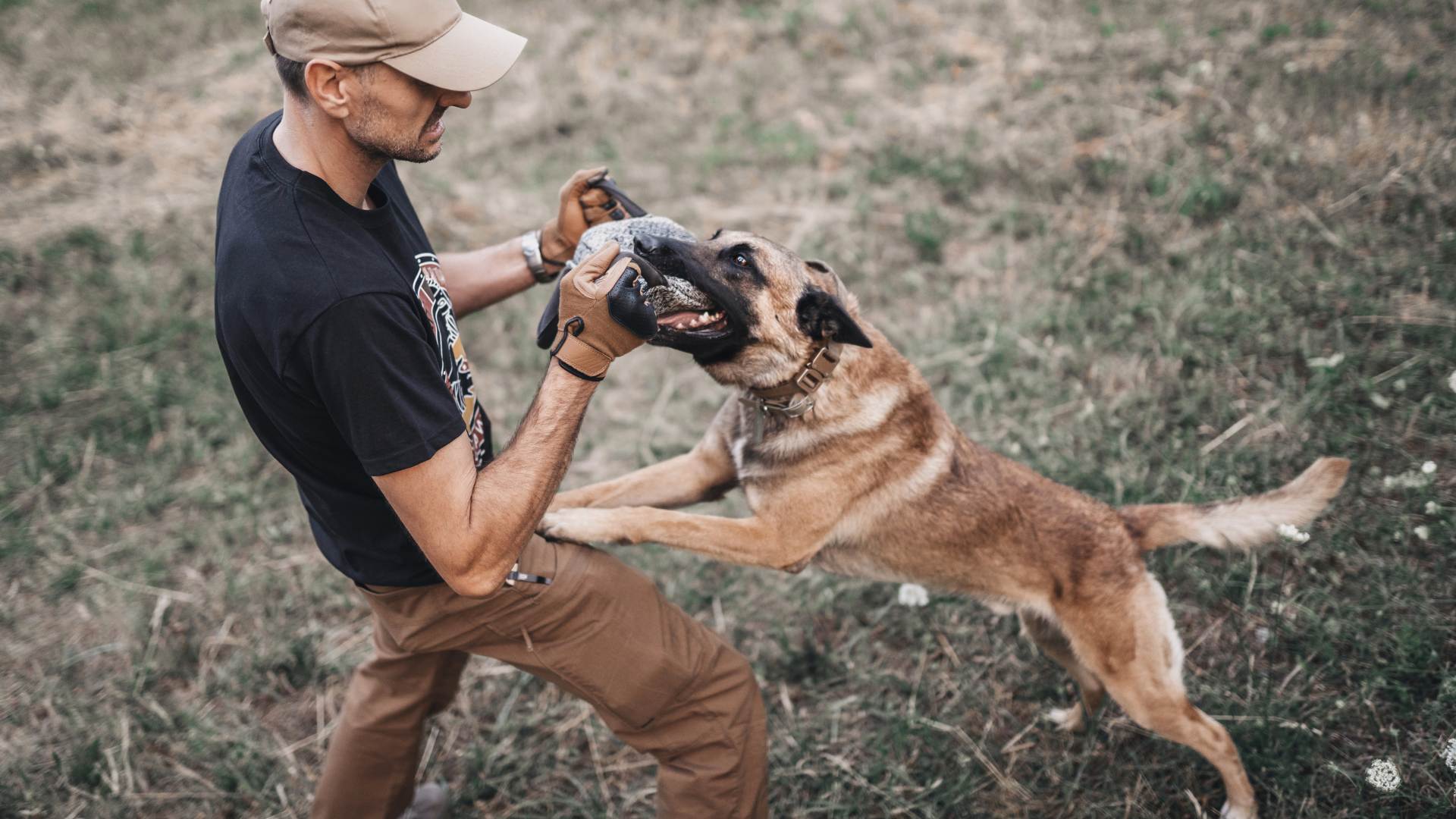 Belgian Shepherds: Guardians of Heart and Home